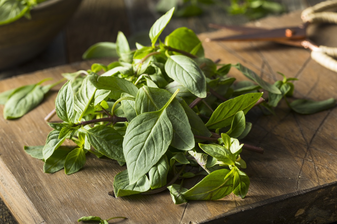 Fresh Basil Thai Health Benefits and everything that you need to