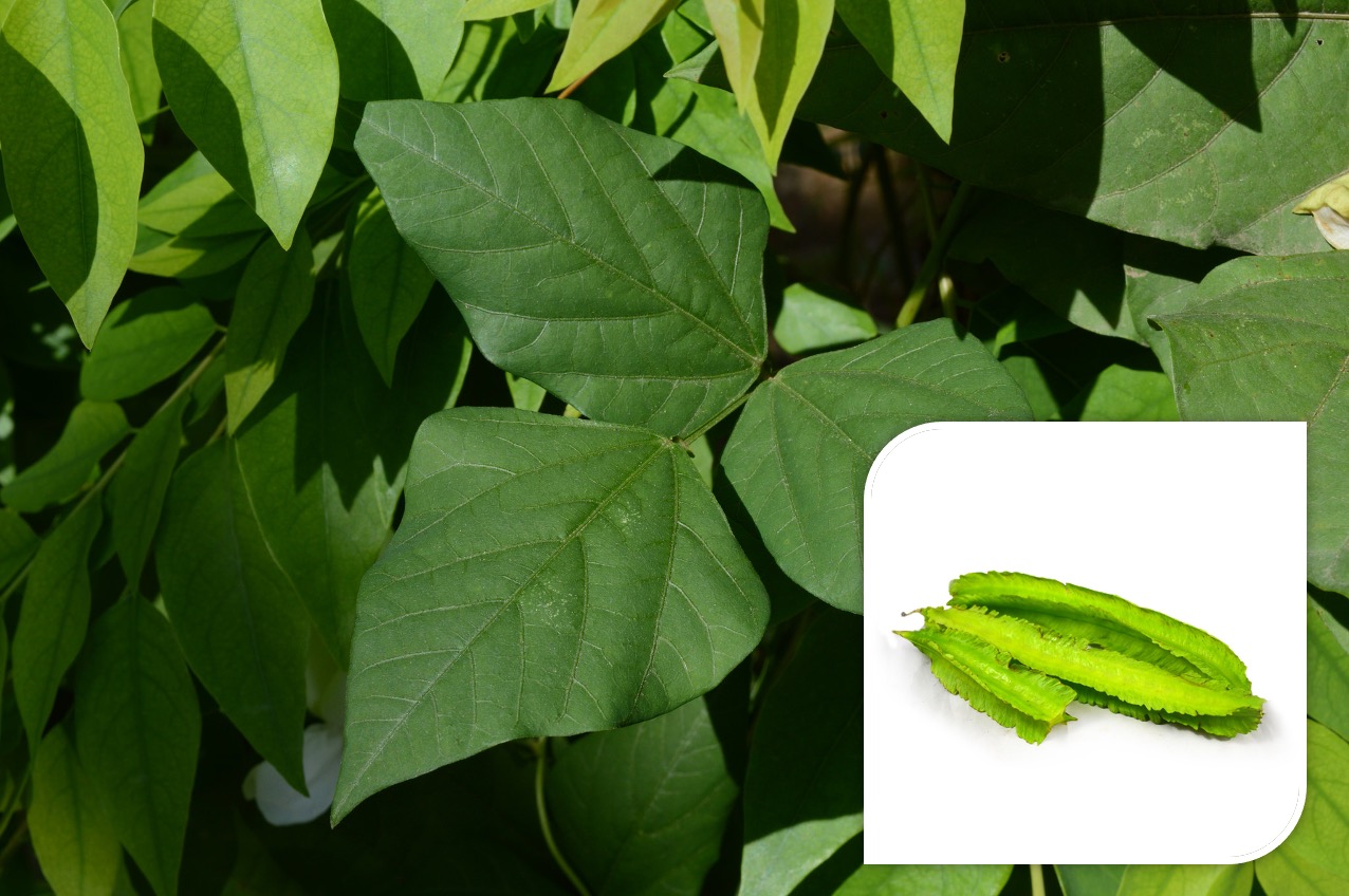 Winged Beans Leaves Health Benefits and everything that you need ...